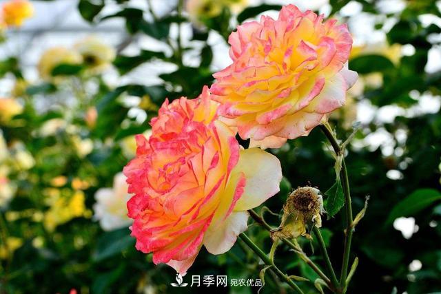 月季3年沒換土，新芽反而咻咻冒，花盆都裝不下！(圖3)