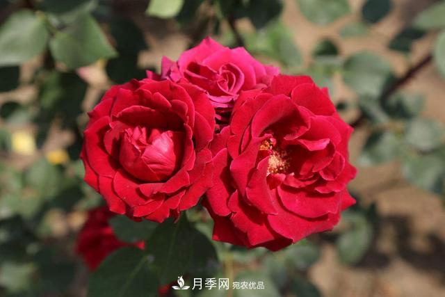 月季3年沒換土，新芽反而咻咻冒，花盆都裝不下！(圖4)