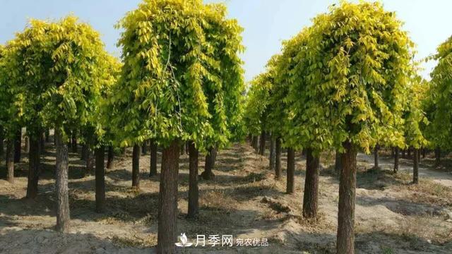 世界金色看中國，說說中國人自己的彩葉樹金葉榆(圖2)