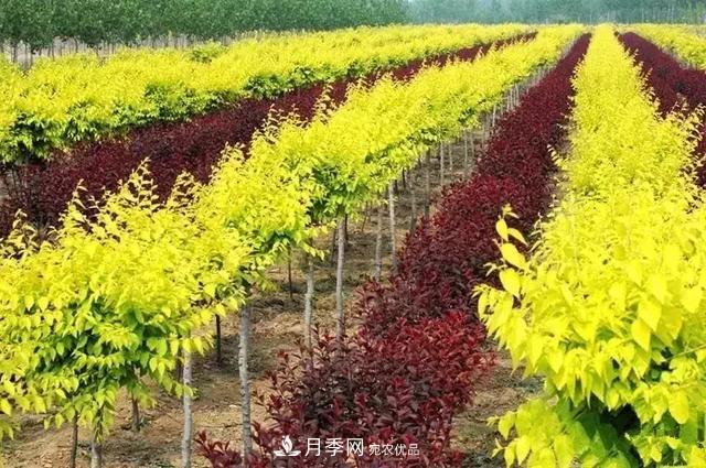 世界金色看中國，說說中國人自己的彩葉樹金葉榆(圖1)