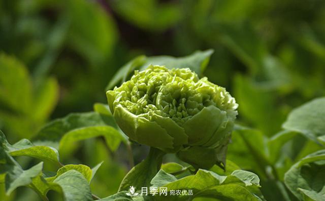 山東有三大花都，盛產(chǎn)牡丹、月季、玫瑰，看看是哪里(圖2)