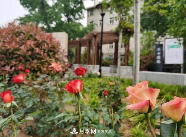 讓月季花開滿全城！河南鄭州將建多個月季景觀主題公園！(圖1)