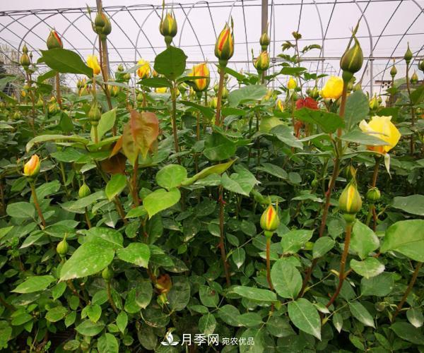 月季葉片發(fā)黃？快來(lái)看看怎么做(圖1)