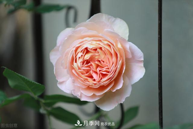 南方有些地區(qū)為什么養(yǎng)不好藤本月季？看著三個3個原因(圖2)