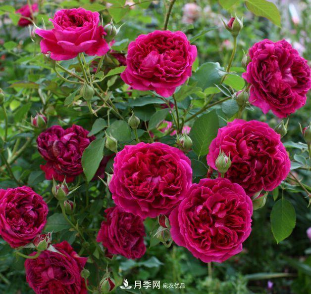 盤點(diǎn)30款又香又好看的月季，讓花園香氣迷人又美麗(圖4)