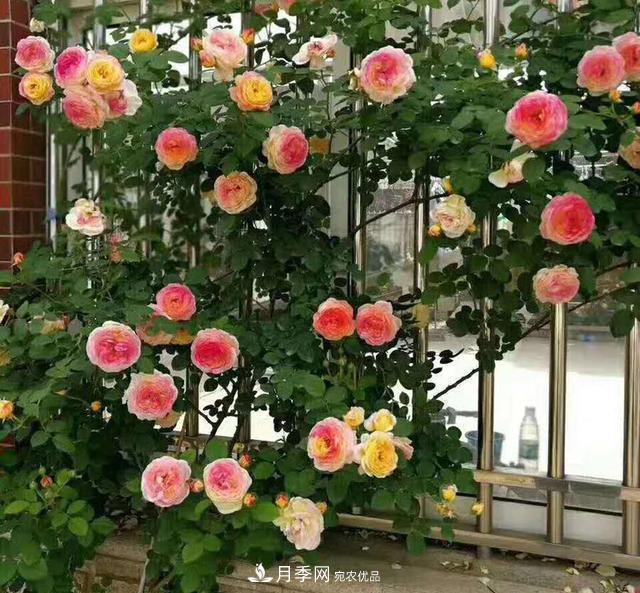 盤點(diǎn)30款又香又好看的月季，讓花園香氣迷人又美麗(圖5)