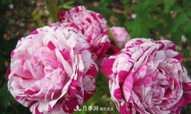 盤點(diǎn)30款又香又好看的月季，讓花園香氣迷人又美麗(圖3)