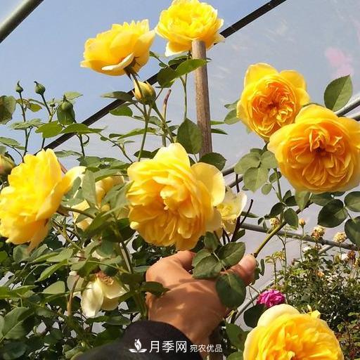盤點(diǎn)30款又香又好看的月季，讓花園香氣迷人又美麗(圖8)
