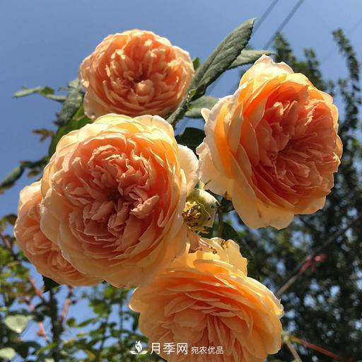 盤點(diǎn)30款又香又好看的月季，讓花園香氣迷人又美麗(圖9)