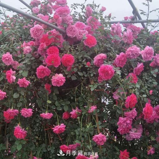 盤點(diǎn)30款又香又好看的月季，讓花園香氣迷人又美麗(圖7)