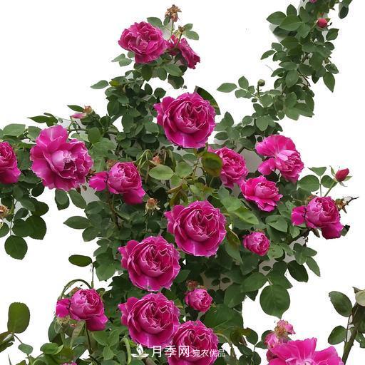 盤點(diǎn)30款又香又好看的月季，讓花園香氣迷人又美麗(圖10)