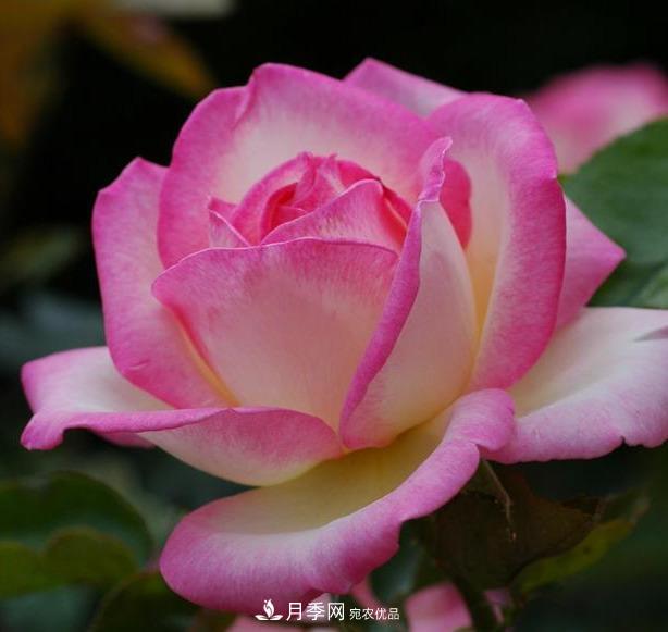 盤點(diǎn)30款又香又好看的月季，讓花園香氣迷人又美麗(圖16)