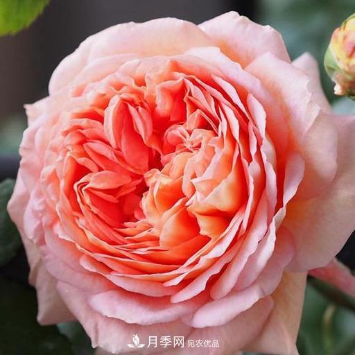 盤點(diǎn)30款又香又好看的月季，讓花園香氣迷人又美麗(圖15)