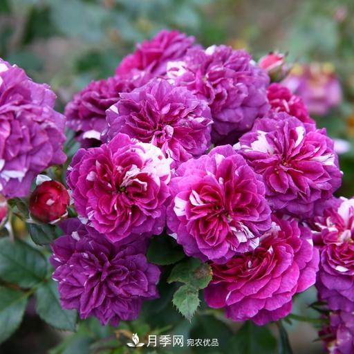 盤點(diǎn)30款又香又好看的月季，讓花園香氣迷人又美麗(圖13)