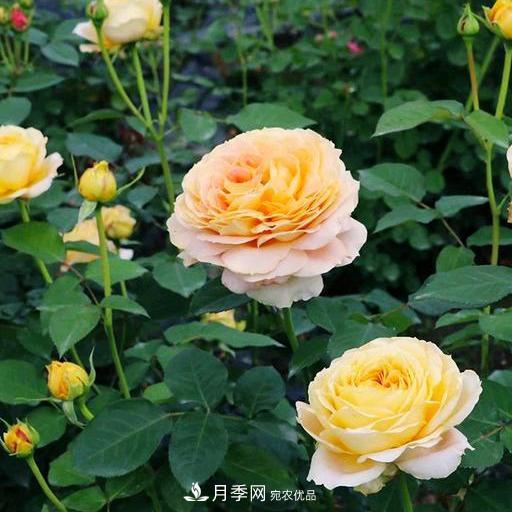 盤點(diǎn)30款又香又好看的月季，讓花園香氣迷人又美麗(圖14)