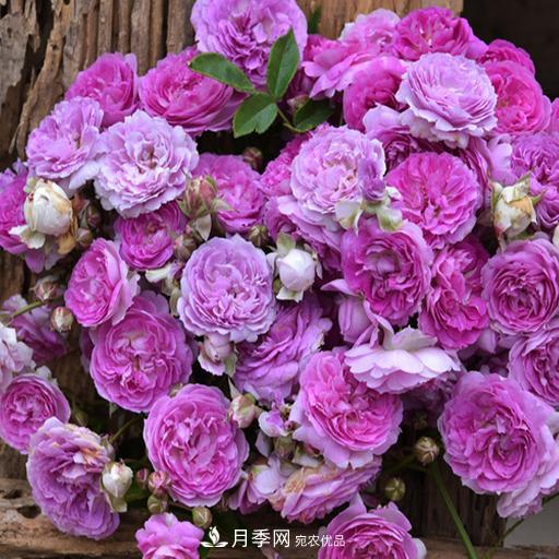 盤點(diǎn)30款又香又好看的月季，讓花園香氣迷人又美麗(圖22)