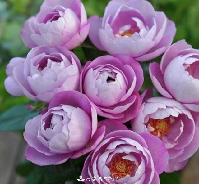 盤點(diǎn)30款又香又好看的月季，讓花園香氣迷人又美麗(圖21)