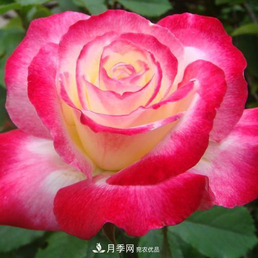 盤點(diǎn)30款又香又好看的月季，讓花園香氣迷人又美麗(圖23)
