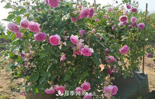 盤點(diǎn)30款又香又好看的月季，讓花園香氣迷人又美麗(圖19)