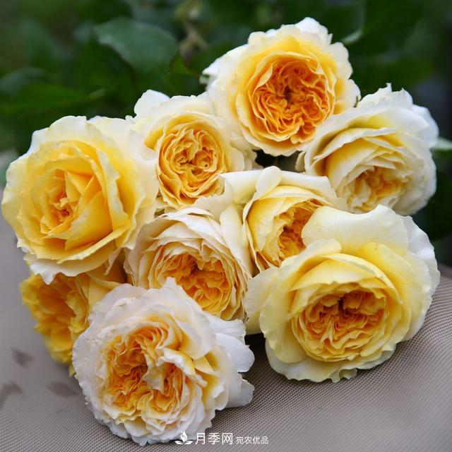 盤點(diǎn)30款又香又好看的月季，讓花園香氣迷人又美麗(圖20)