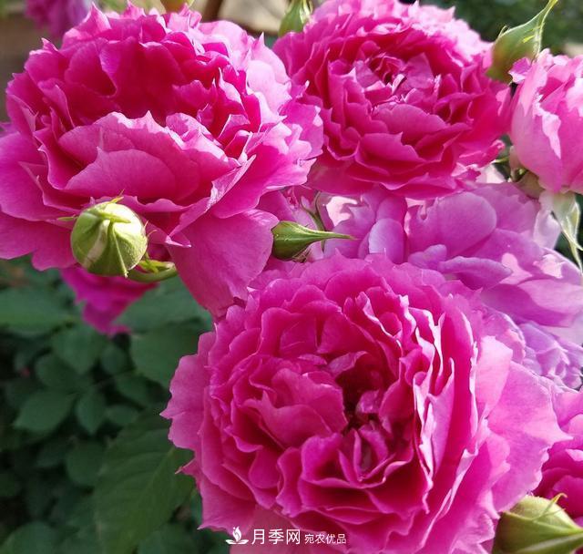 盤點(diǎn)30款又香又好看的月季，讓花園香氣迷人又美麗(圖26)