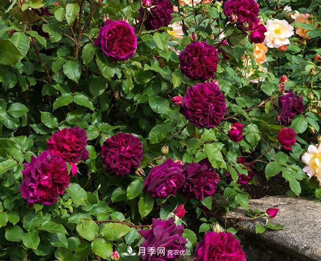 盤點(diǎn)30款又香又好看的月季，讓花園香氣迷人又美麗(圖24)