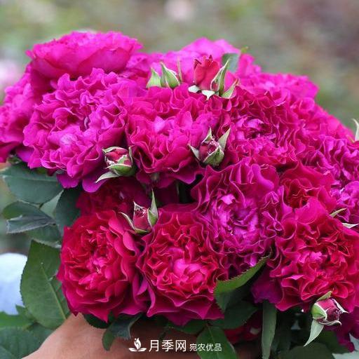 盤點(diǎn)30款又香又好看的月季，讓花園香氣迷人又美麗(圖25)