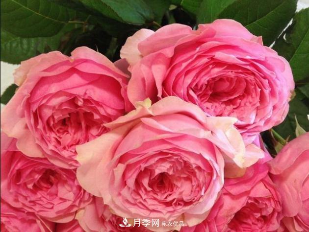 月季為什么老是死掉養(yǎng)不活？十大護(hù)身符趕緊拿走用(圖2)