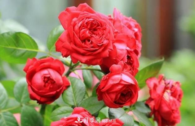 月季為什么老是死掉養(yǎng)不活？十大護(hù)身符趕緊拿走用(圖4)