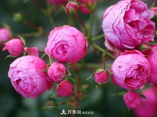 月季為什么老是死掉養(yǎng)不活？十大護(hù)身符趕緊拿走用(圖5)