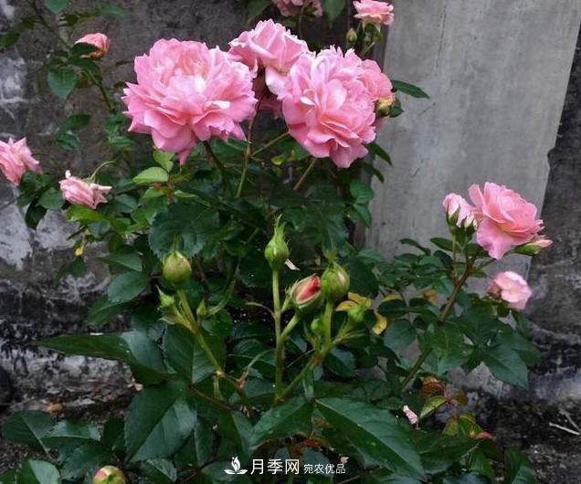 養(yǎng)月季有3個(gè)關(guān)鍵的重點(diǎn)，10天萌發(fā)出新花苞，一年四季都開(kāi)花(圖4)
