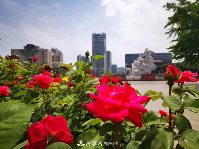太原將種植月季、玫瑰等花卉百萬(wàn)株 打造玫瑰之城浪漫之都(圖1)