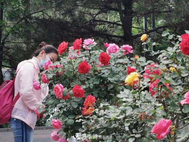 太原將種植月季、玫瑰等花卉百萬(wàn)株 打造玫瑰之城浪漫之都(圖2)
