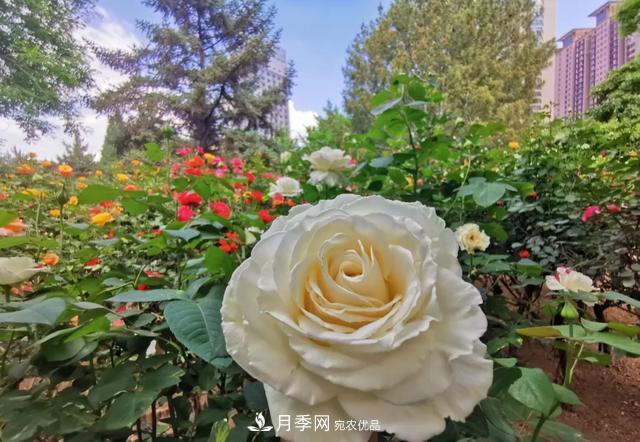 太原將種植月季、玫瑰等花卉百萬(wàn)株 打造玫瑰之城浪漫之都(圖3)