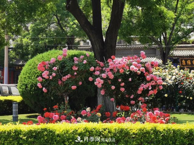 太原將種植月季、玫瑰等花卉百萬(wàn)株 打造玫瑰之城浪漫之都(圖4)