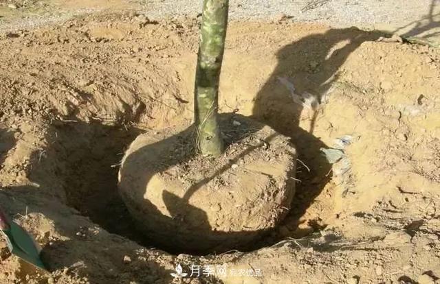 干貨：園林綠化種植技術17問，你需要掌握苗木知識(圖4)