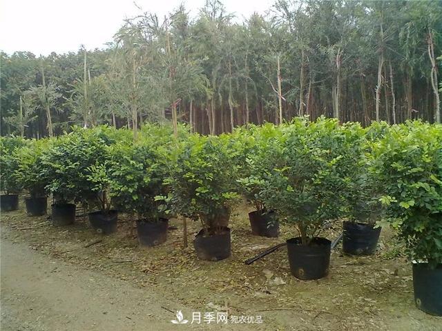 干貨：園林綠化種植技術17問，你需要掌握苗木知識(圖1)