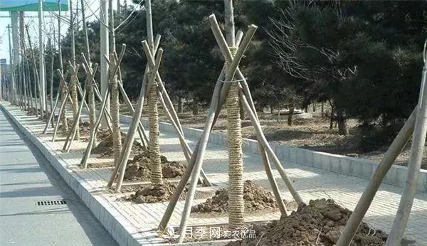 干貨：園林綠化種植技術17問，你需要掌握苗木知識(圖3)