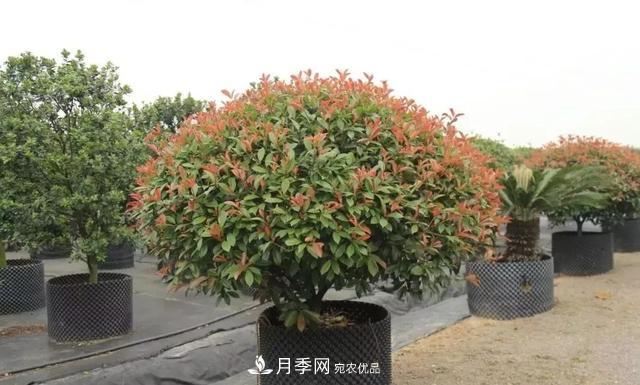 干貨：園林綠化種植技術17問，你需要掌握苗木知識(圖2)