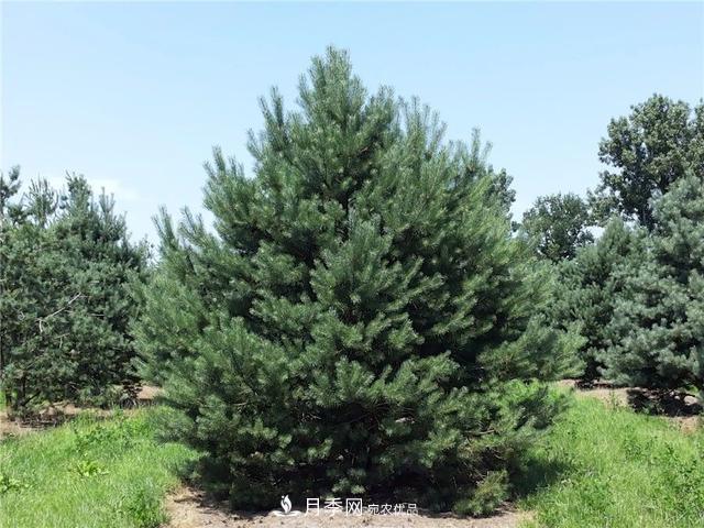干貨：園林綠化種植技術17問，你需要掌握苗木知識(圖5)