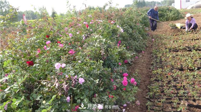 南陽方城縣發(fā)展月季花木產業(yè)助力鄉(xiāng)村振興致富(圖1)
