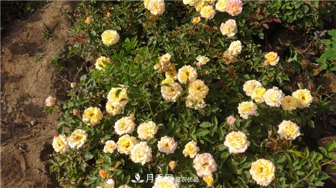 南陽方城縣發(fā)展月季花木產業(yè)助力鄉(xiāng)村振興致富(圖2)