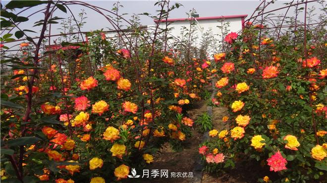 南陽方城縣發(fā)展月季花木產業(yè)助力鄉(xiāng)村振興致富(圖3)