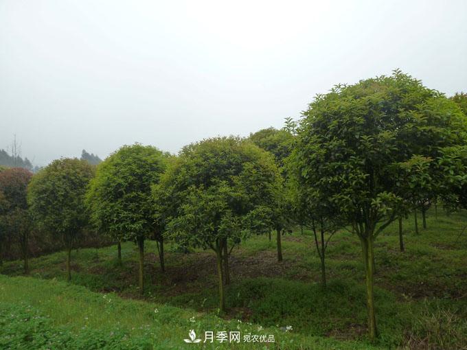 造林工程機(jī)遇，想賺錢(qián)的苗木人千萬(wàn)別錯(cuò)過(guò)這個(gè)機(jī)會(huì)(圖1)