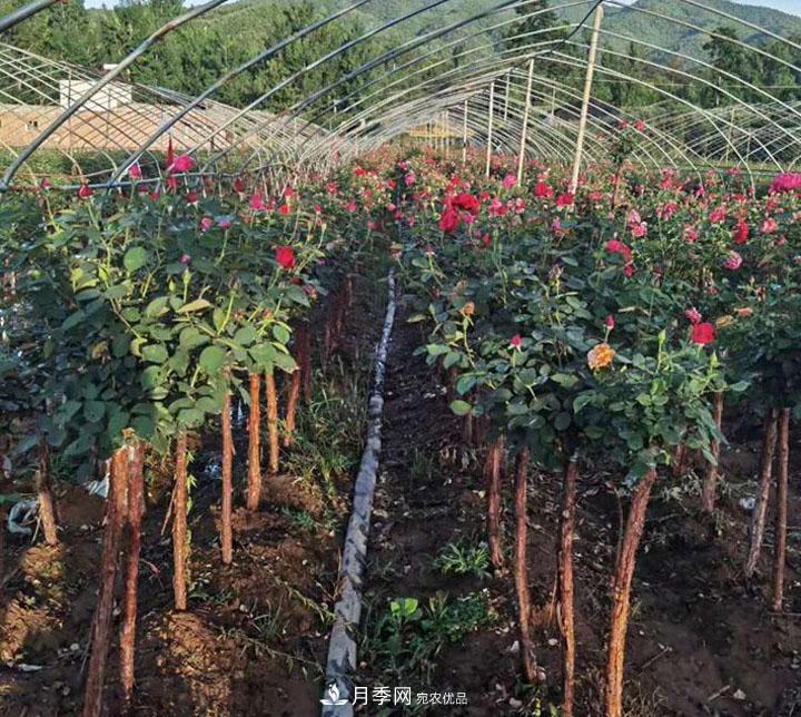 6公分的月季樹市場報價是多少錢，看月季樹基地怎么說(圖6)