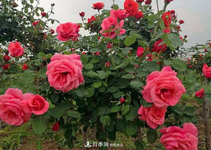 6公分的月季樹市場報價是多少錢，看月季樹基地怎么說(圖3)