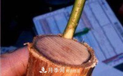 月季嫁接多久算成活？(圖2)