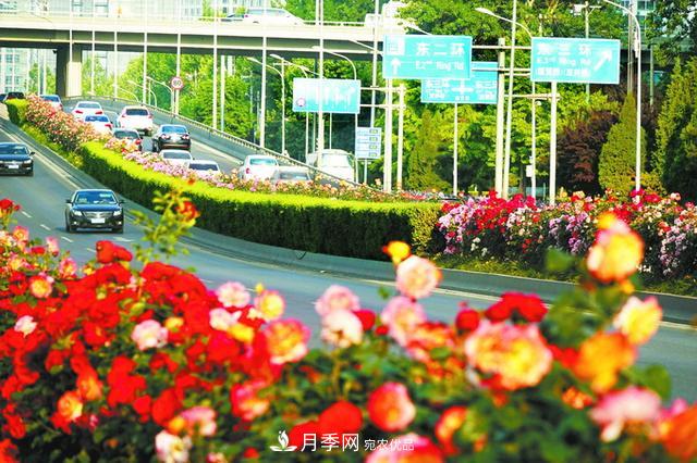驚艷北京月季！250公里“月季項鏈”環(huán)繞京城(圖1)