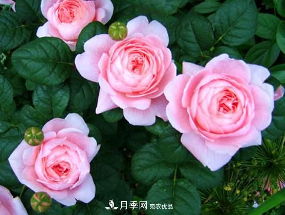 春季歐月月季育苗需要注意的什么？(圖1)