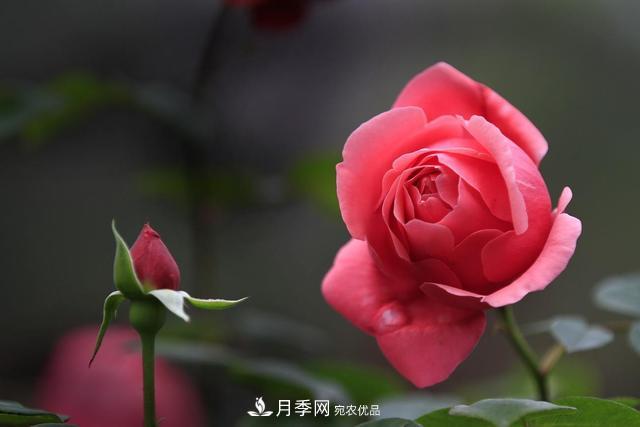老齡月季更新如何修剪和保護芽？(圖1)
